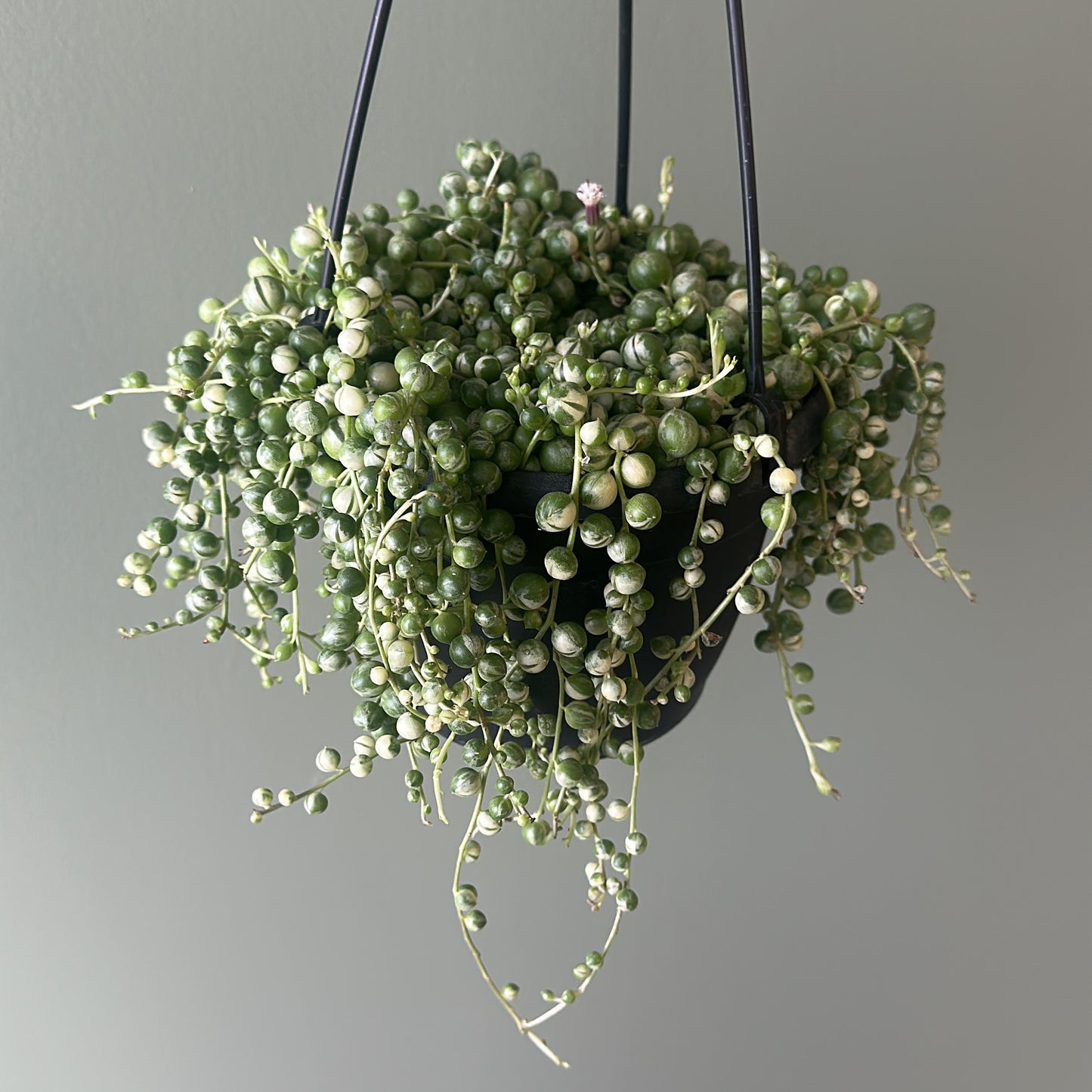 6" String of Pearls VAR HB