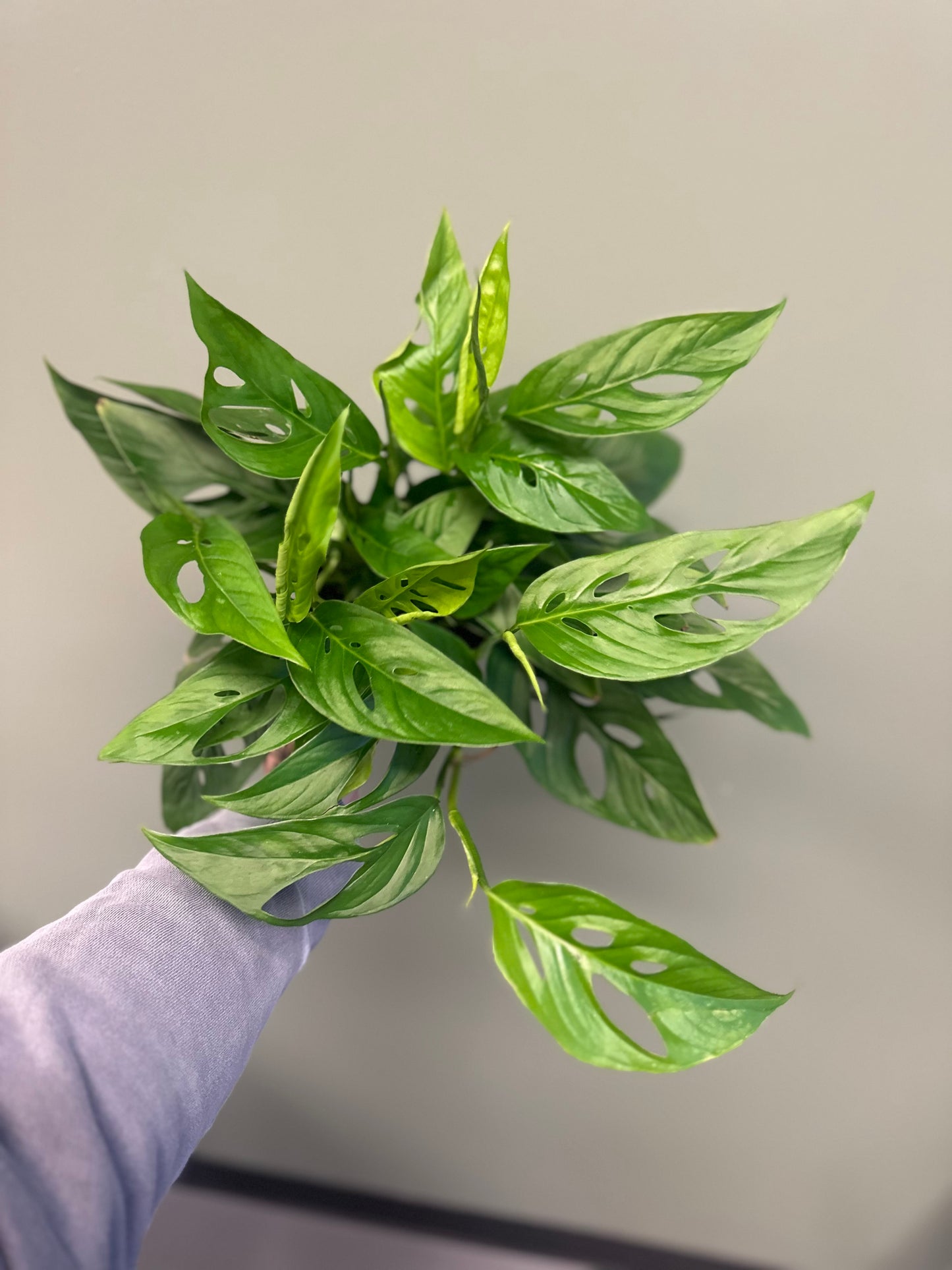 6" Swiss Cheese Plant