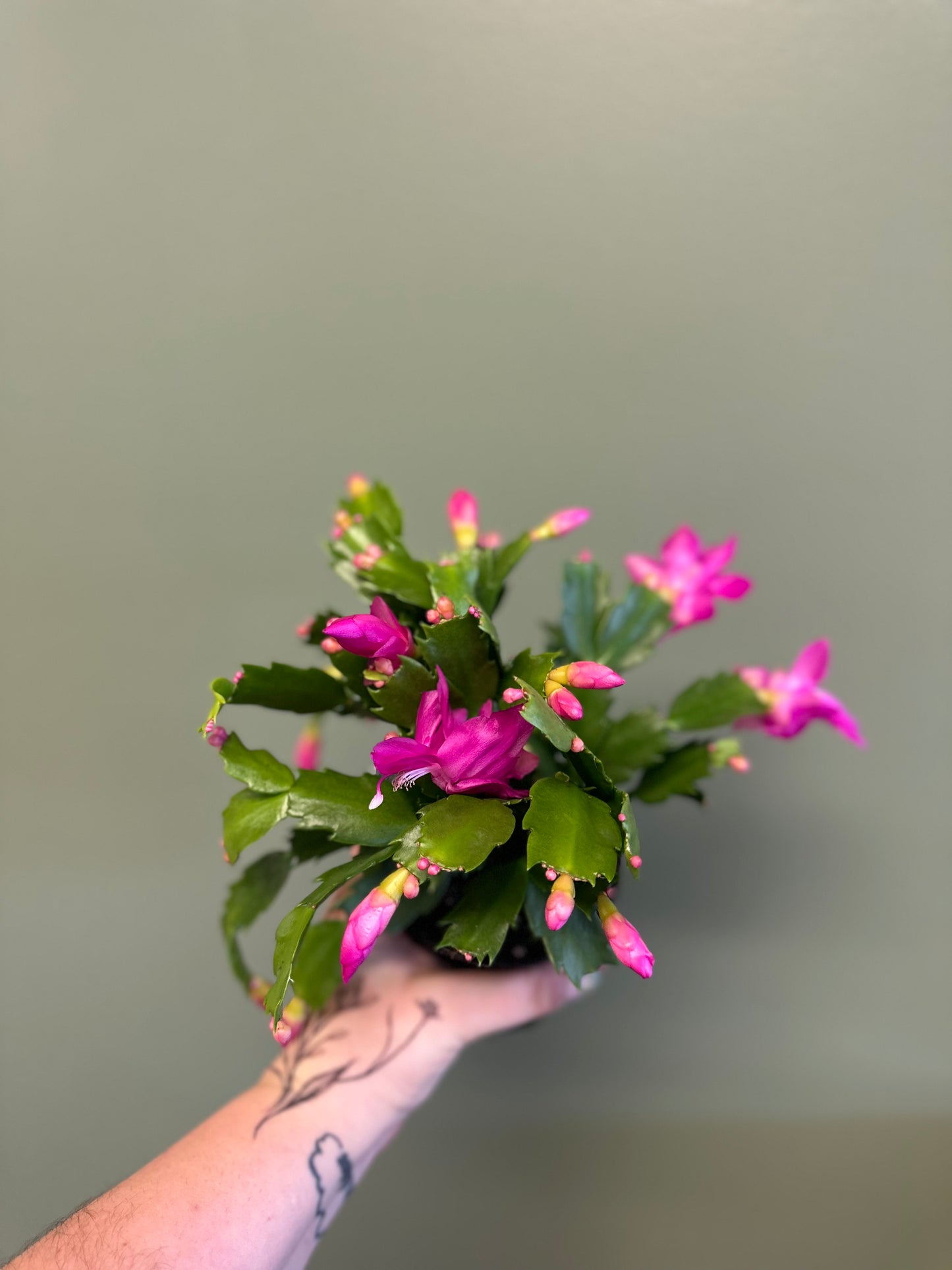 Zygo Cactus -pink