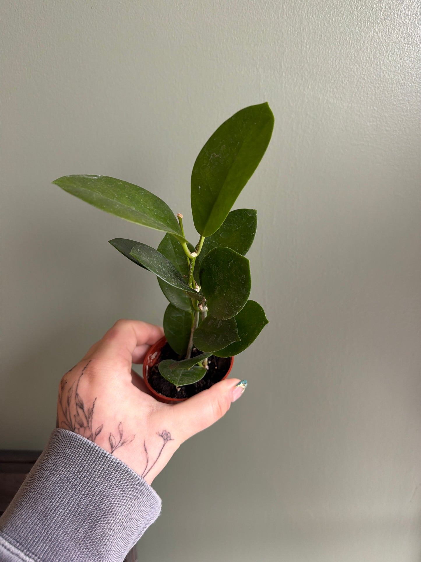 Hoya Australis - 2" Live Plant