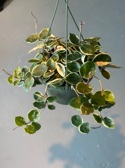 8” HB Hoya “Krimson Queen”