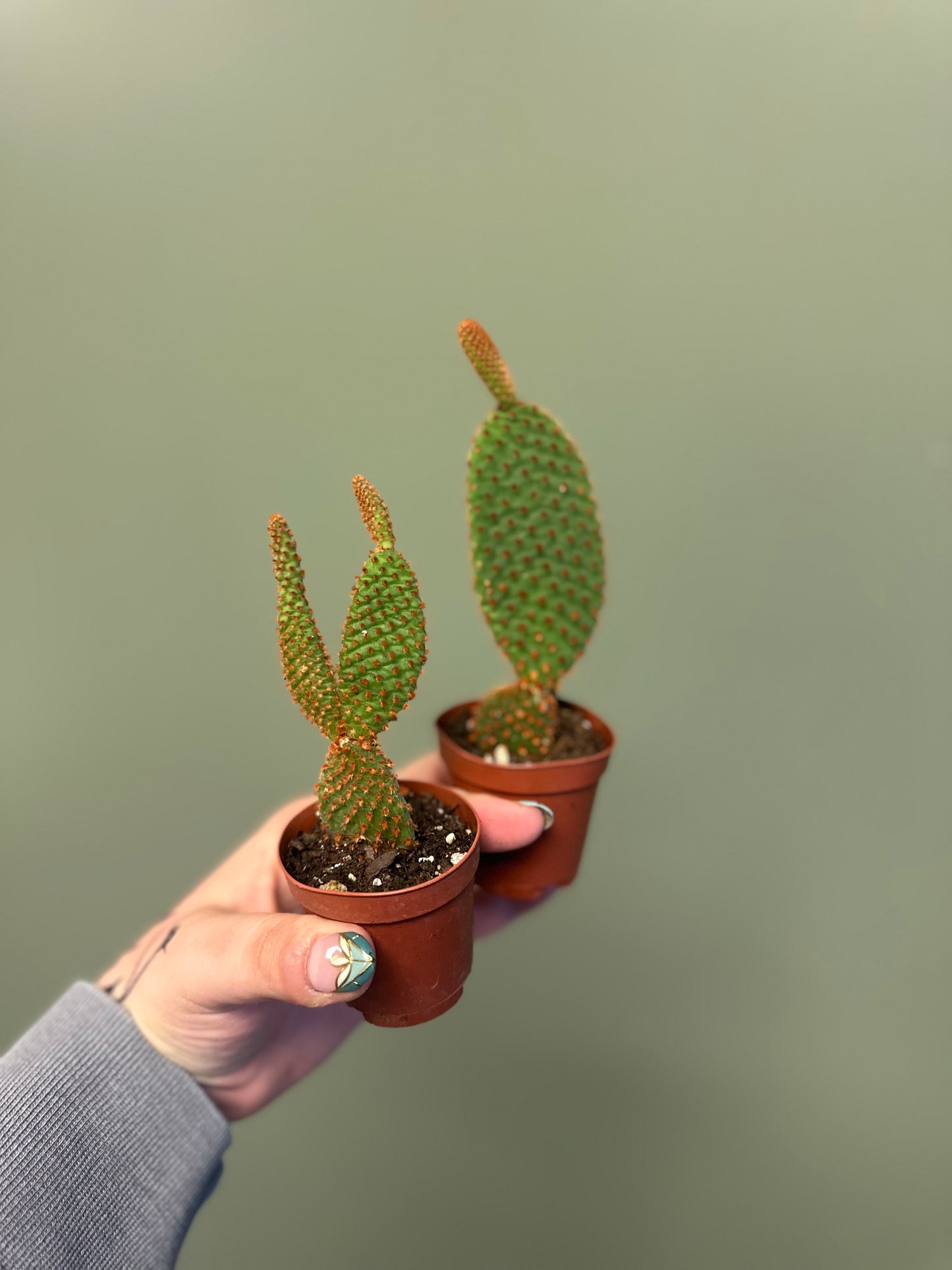 2” Optunia Cactus
