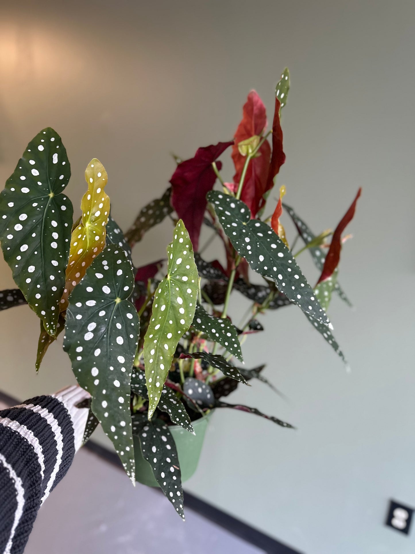 8” large begonia maculata aka “polka dot begonia”