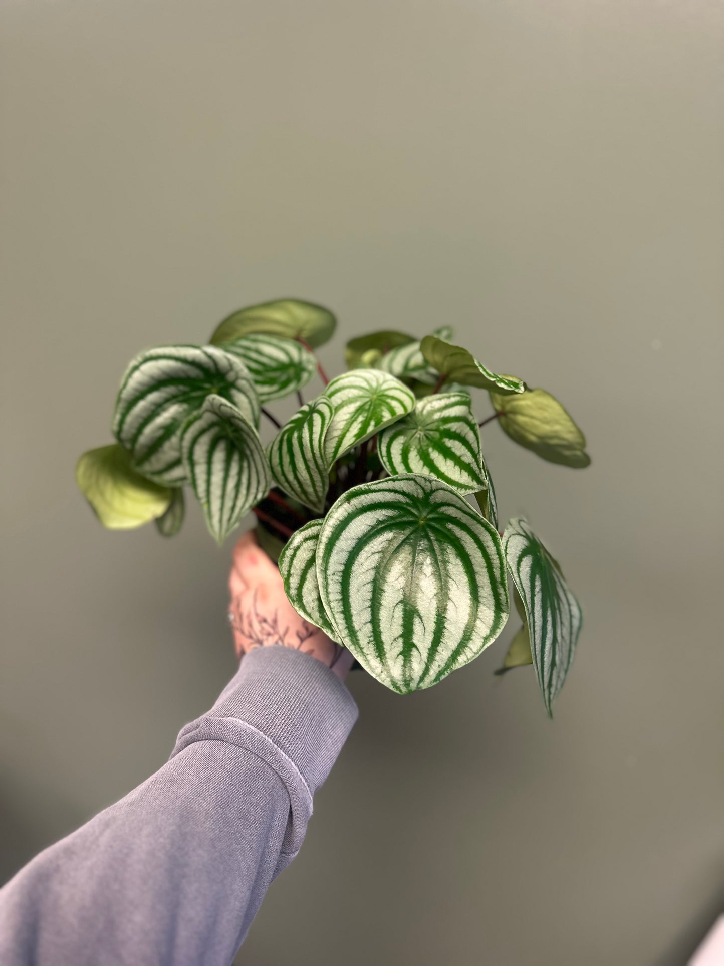 6” Watermelon Peperomia