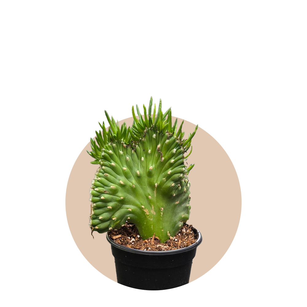 Cactus Opuntia Subulata Crested 4 inch Grower Pot