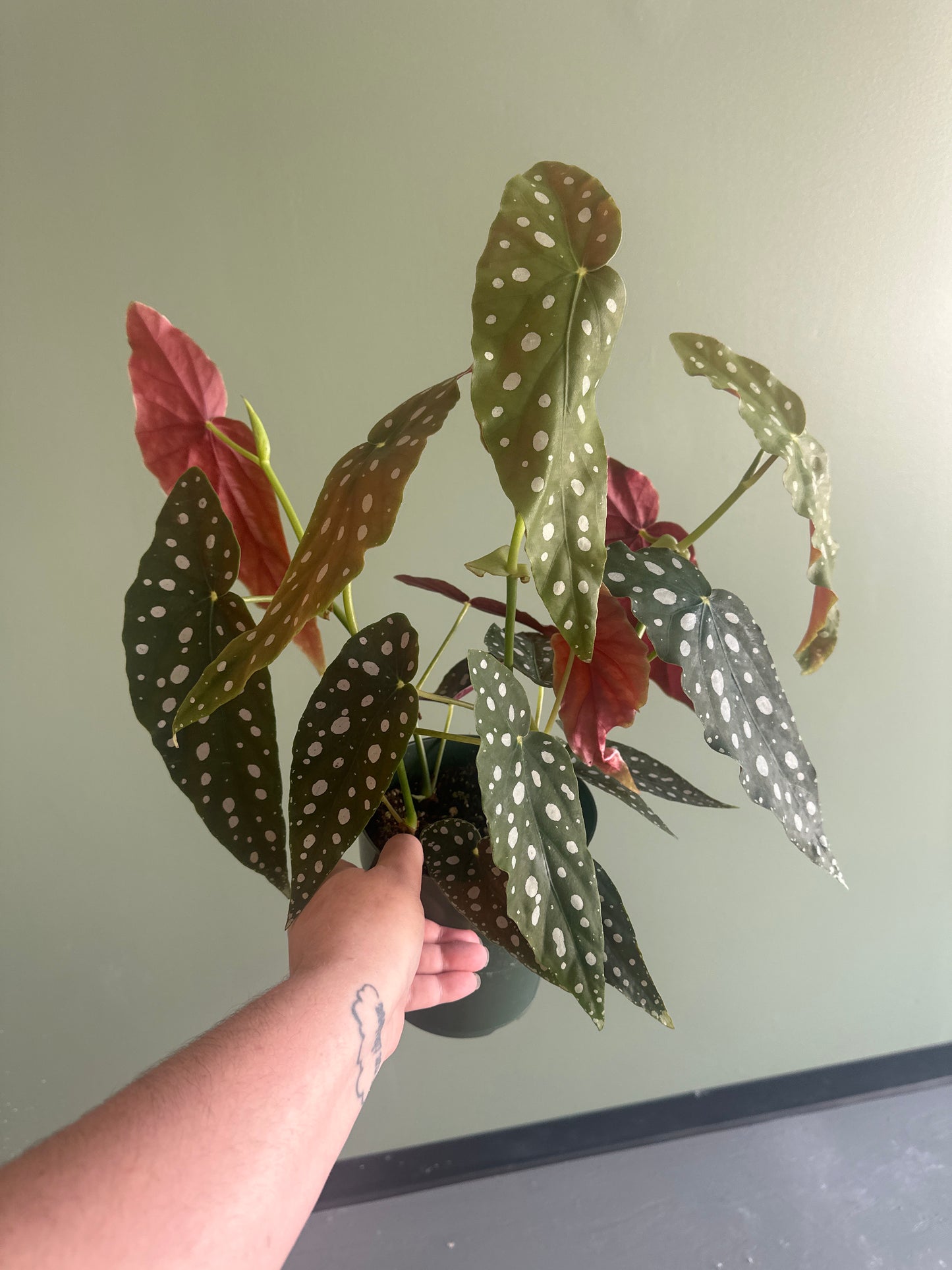 6” Begona Maculata “Polka Dot”