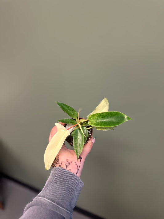 3” Philo Florida Ghost