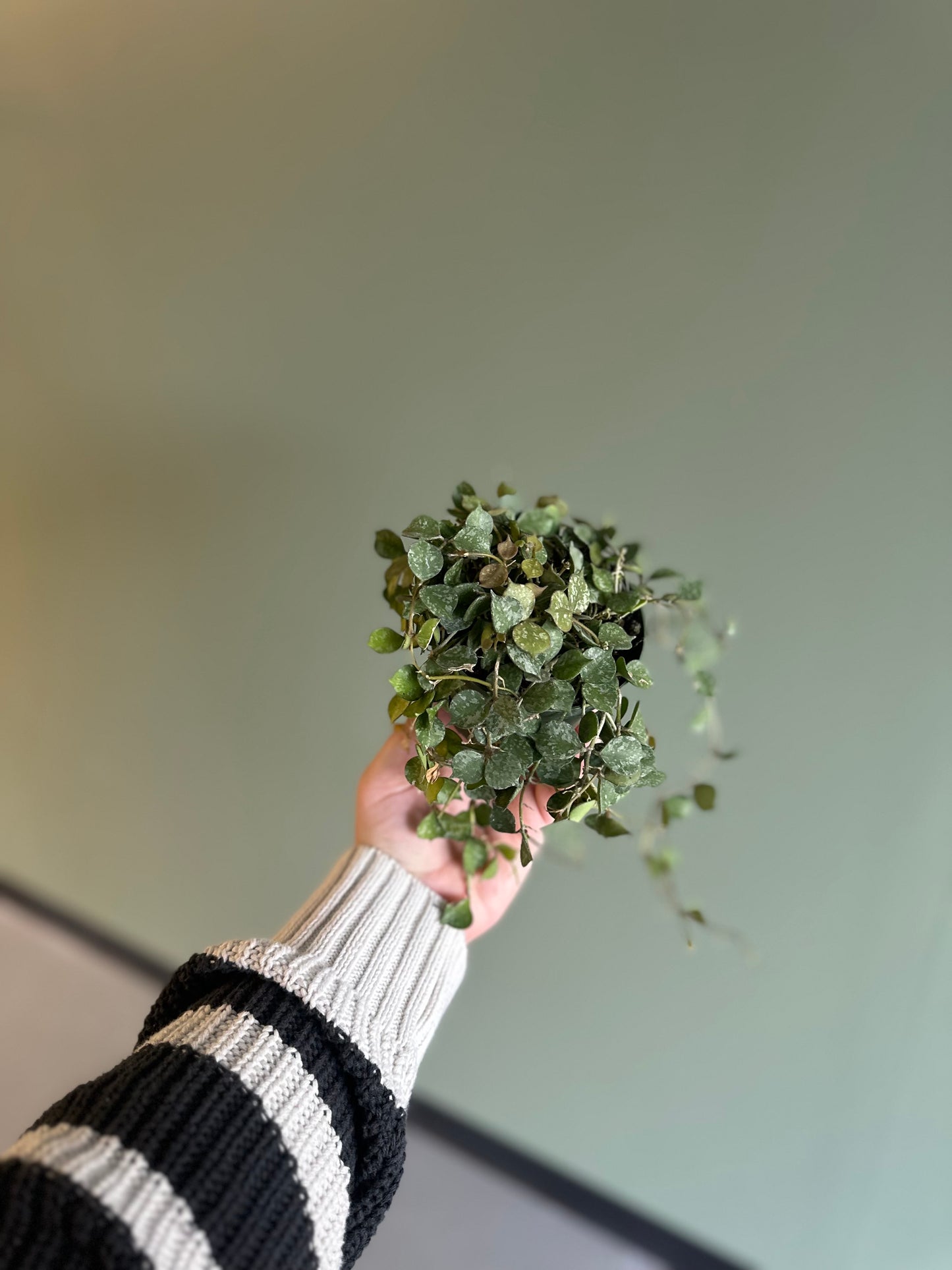 4” full Hoya Curtsii