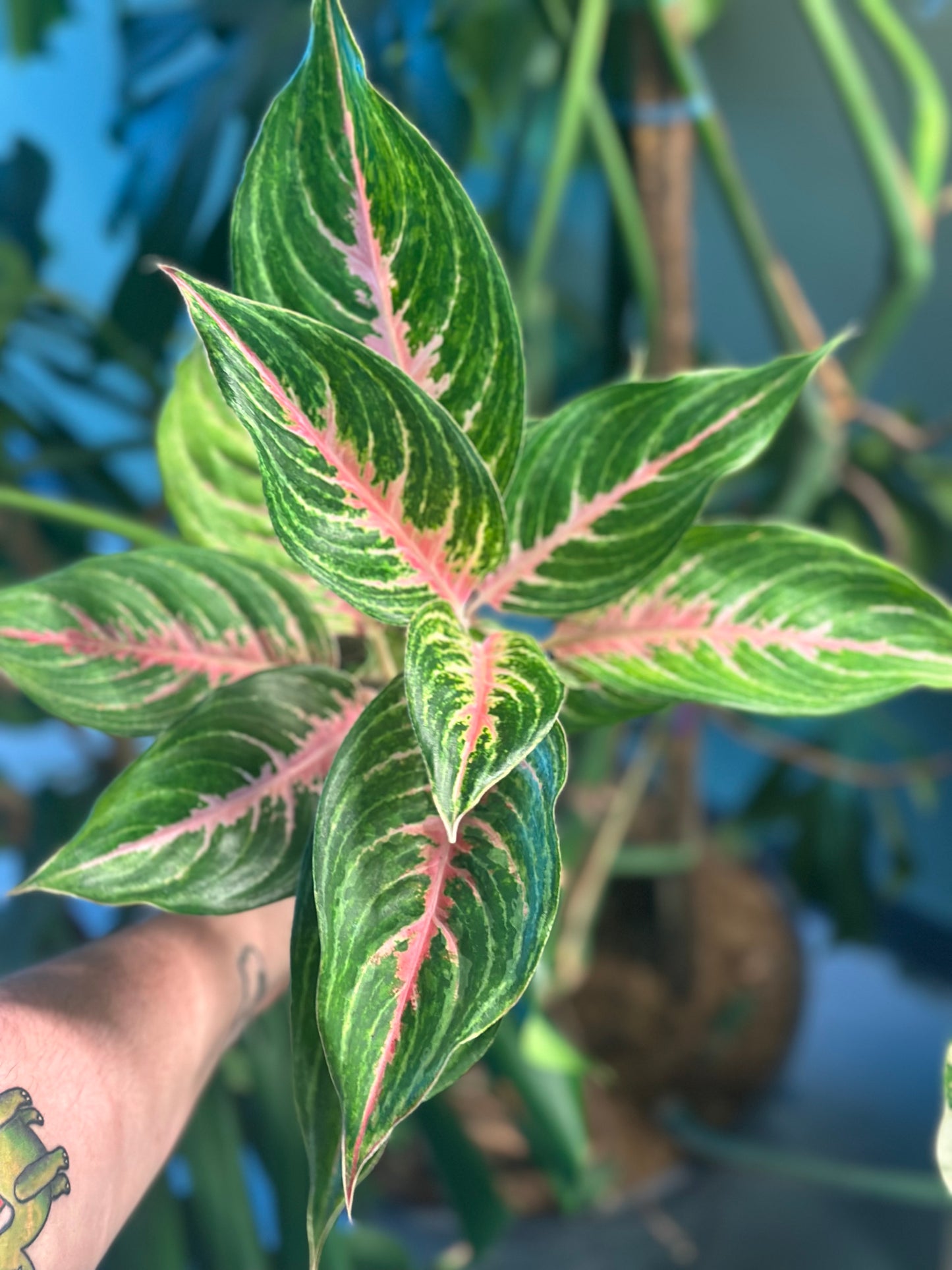 Aglaonema Mahanakorn 4 inch Grower Pot