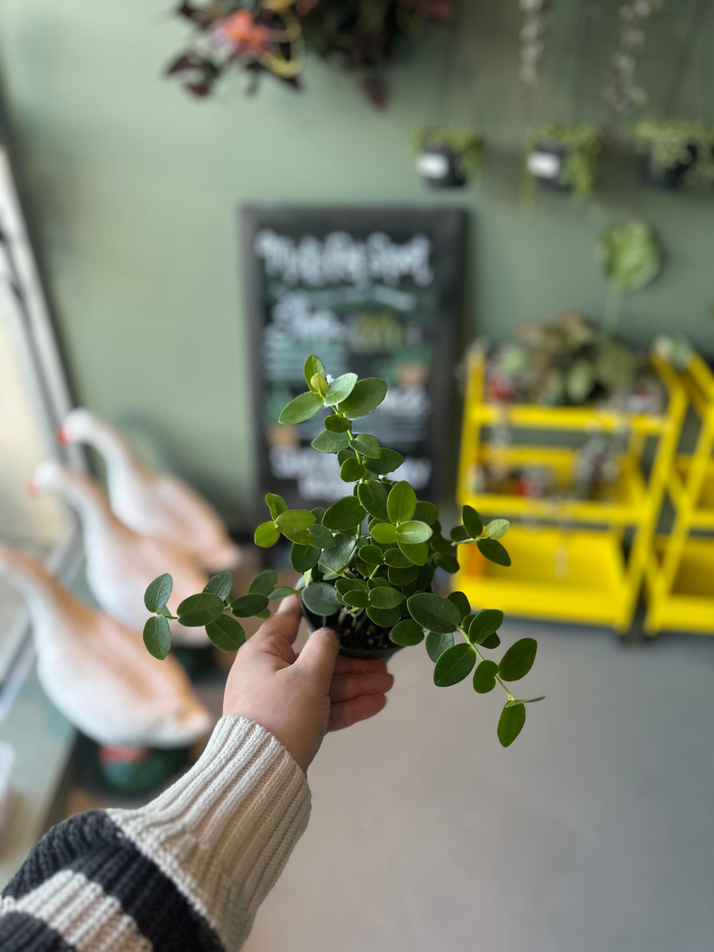 Hoya “Cumingiana”