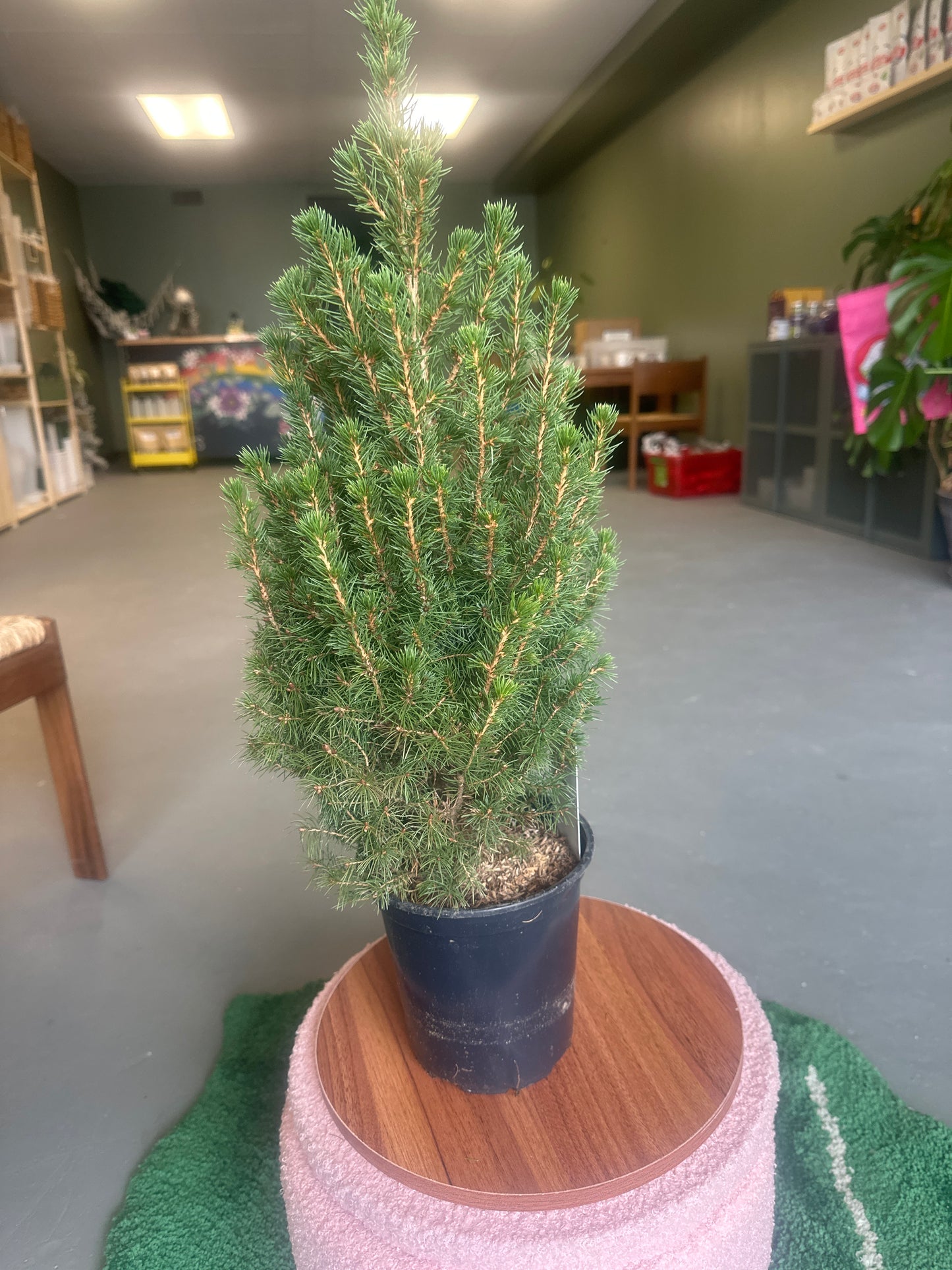 6” Alberta Spruce