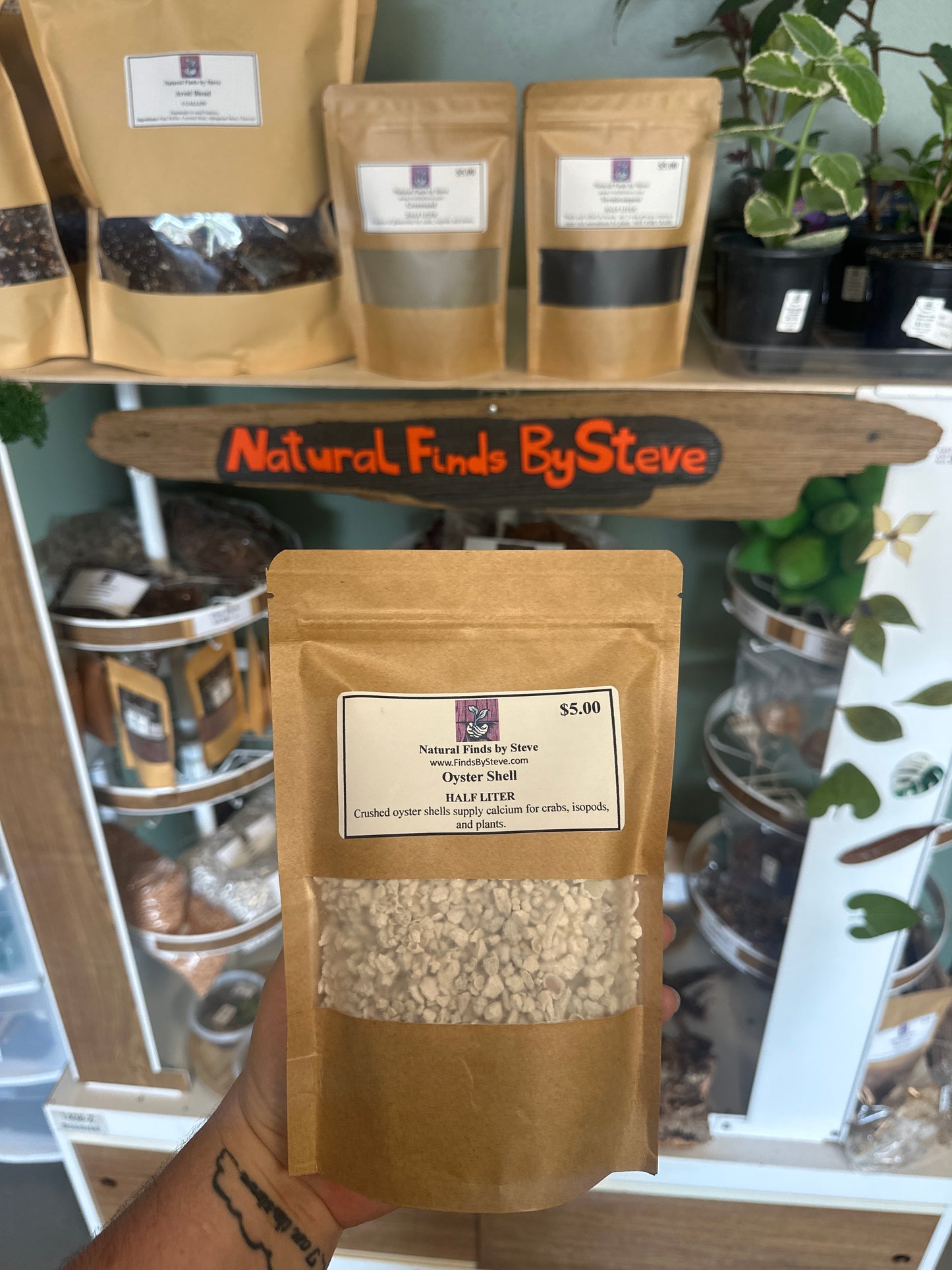 Oyster Shell - Half L