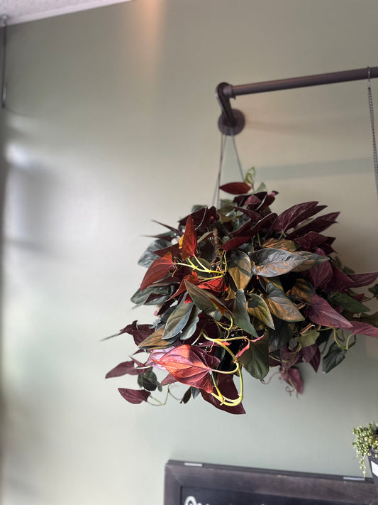 8” Hanging Syngonium Red Arrow