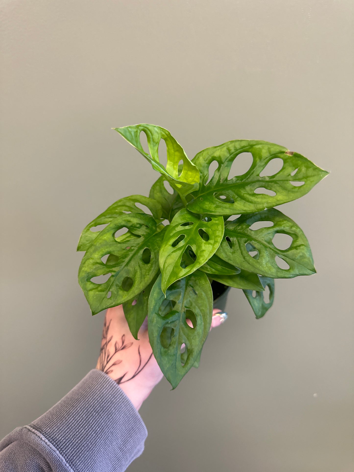 4” Monstera Adansonii “Swiss cheese”