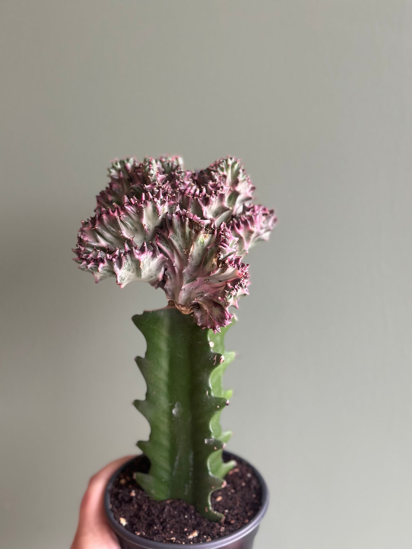 Mermaid Tail Cactus - Purple