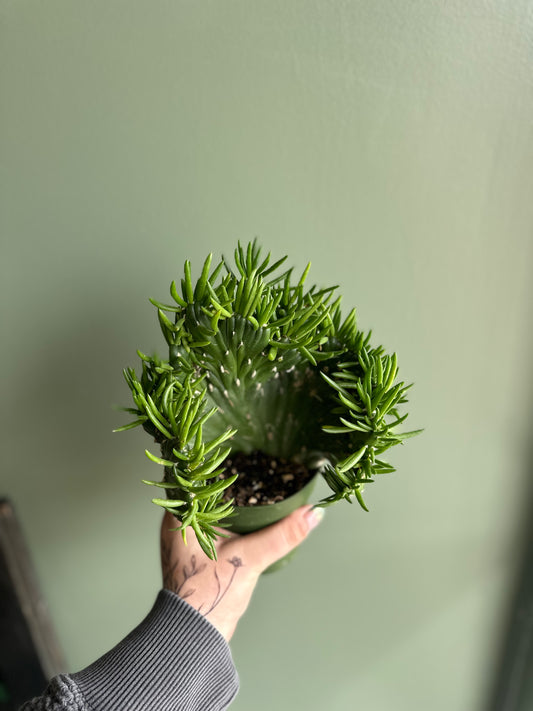 Cactus Opuntia Subulata Crested 4”