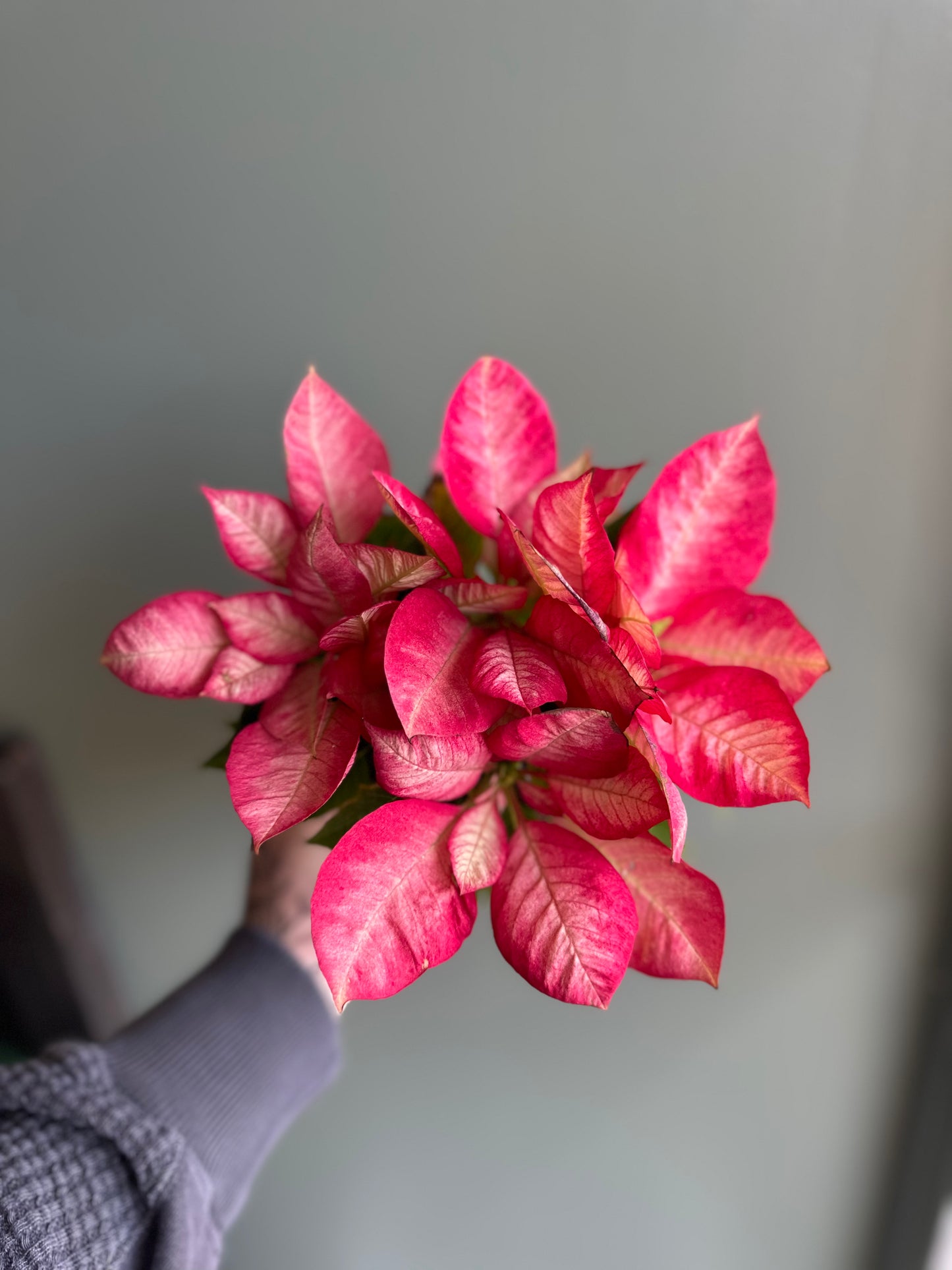 4.5” Poinsettia Marble