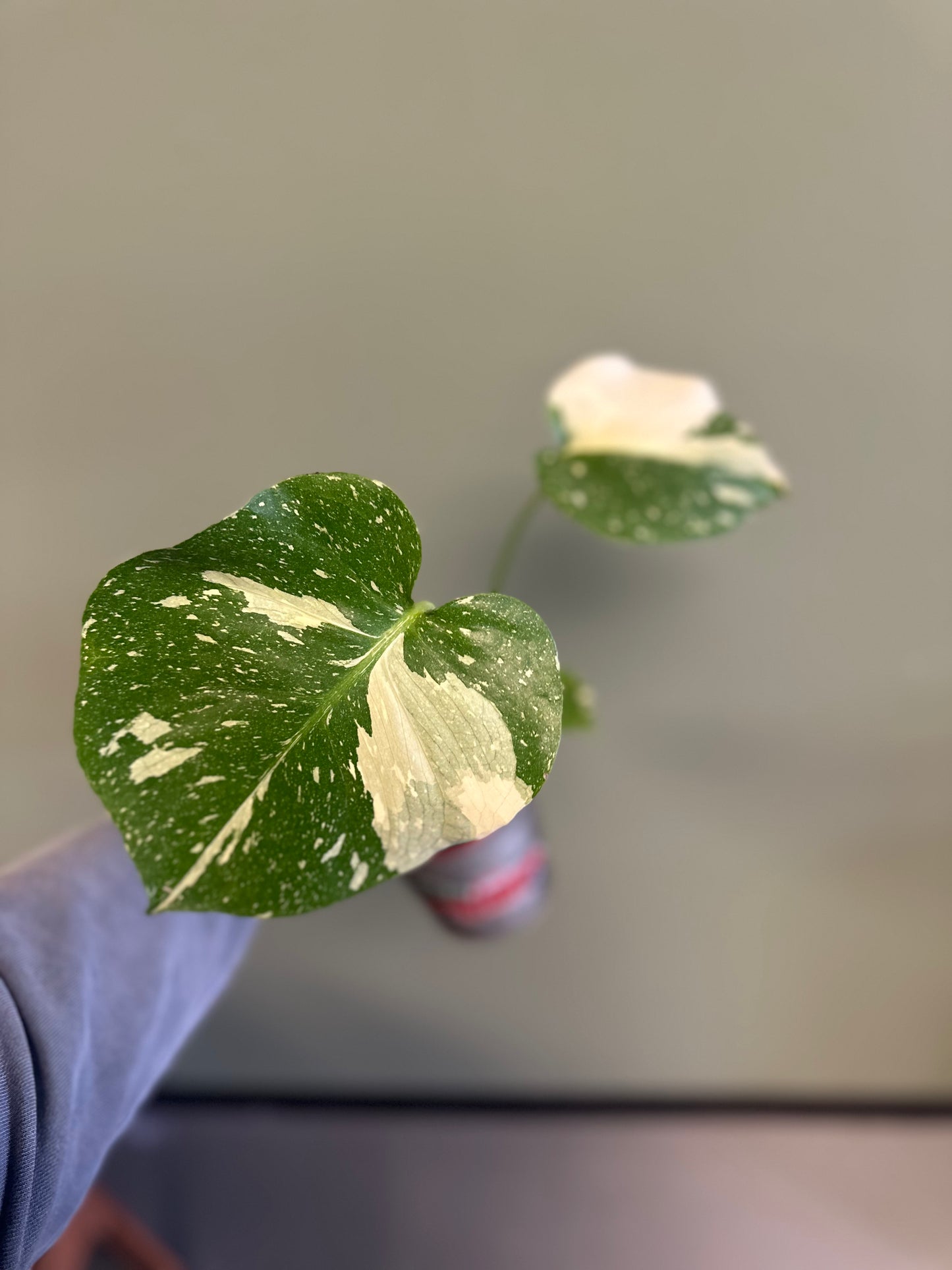 Monstera Thai Constellation