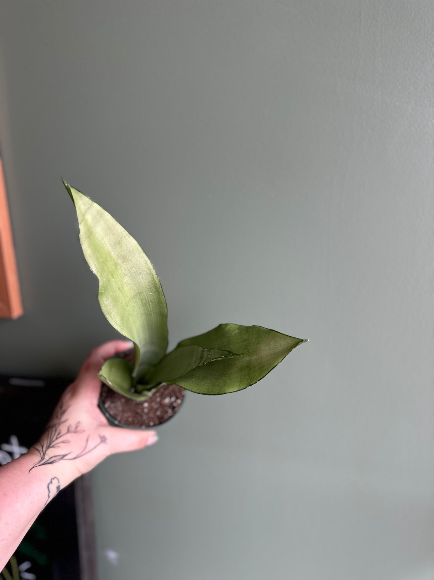 Sanseveria Moonshine