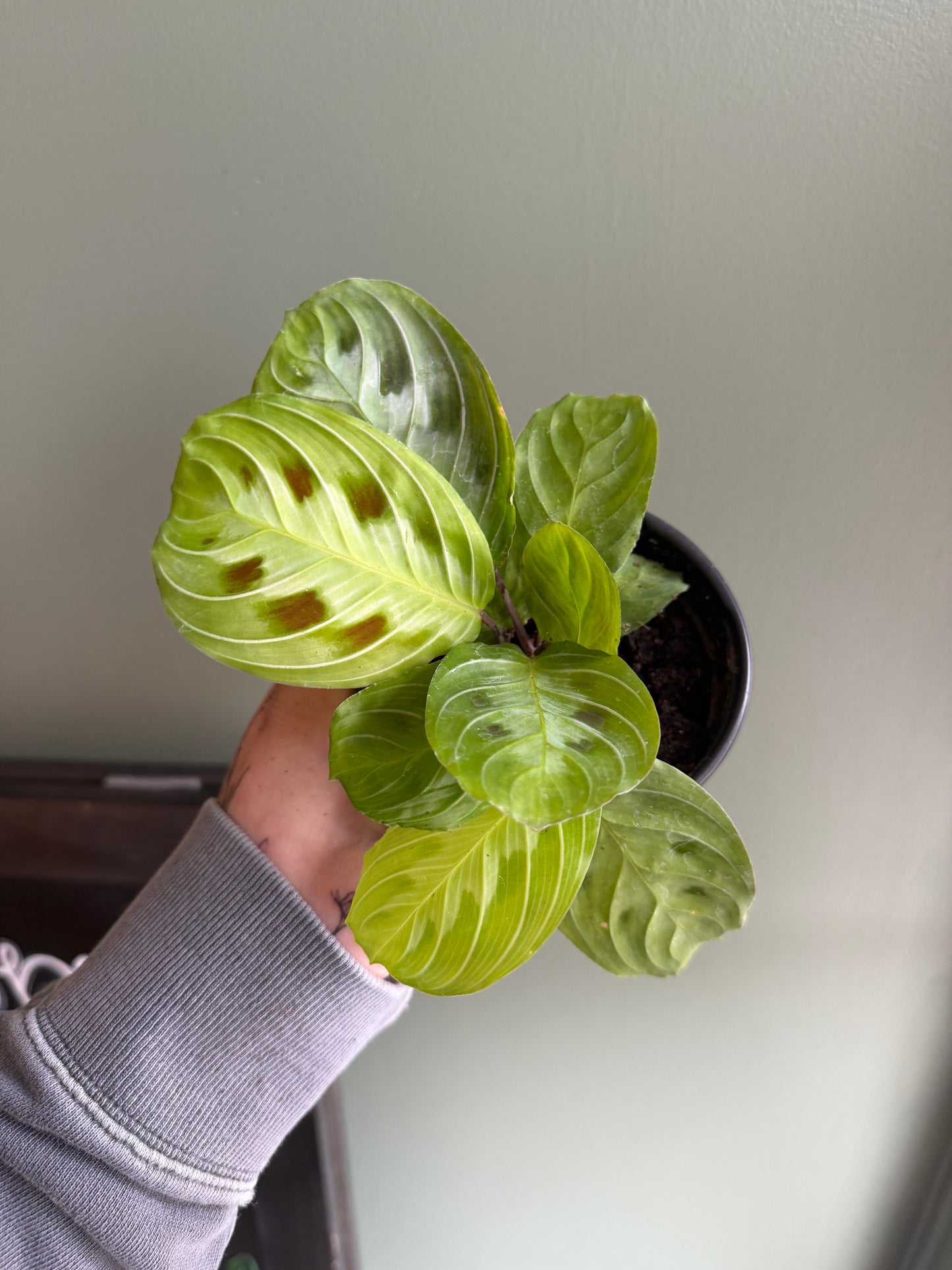 Black Prayer Plant - Maranta Massangeana 'Black' - Rare