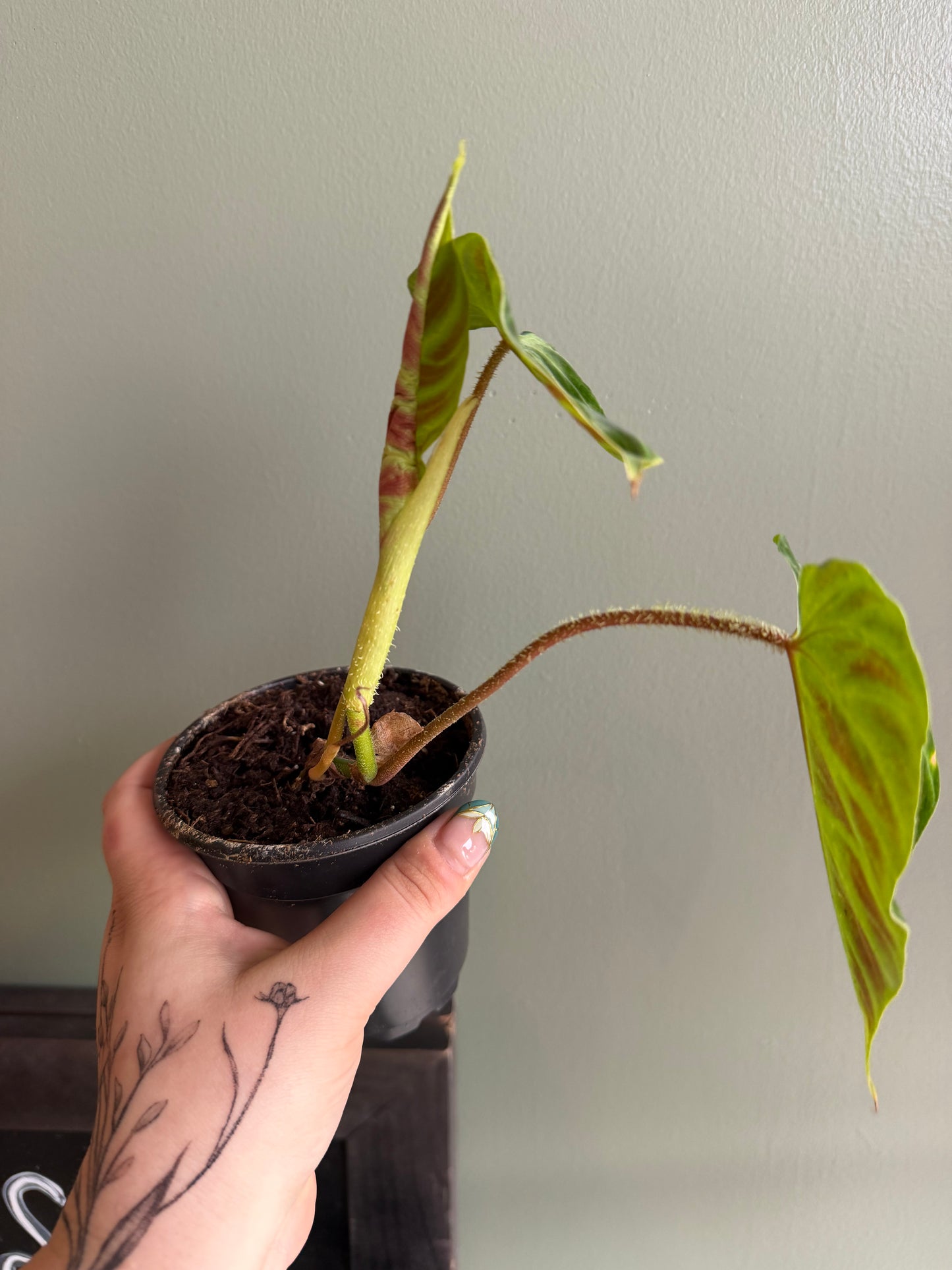 Philodendron Verrucosum - 4"