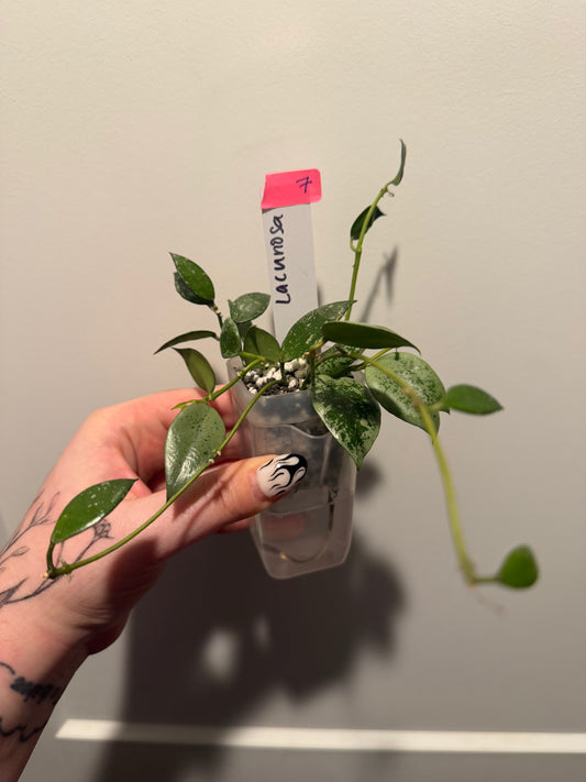 Mini Self Watering Clear Pots - set of 12