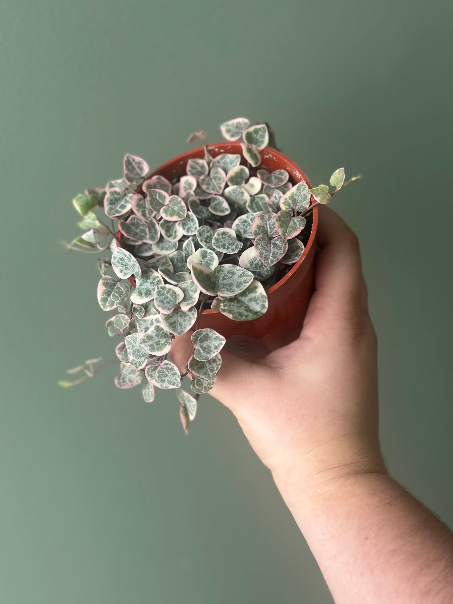 4' string of hearts VAR