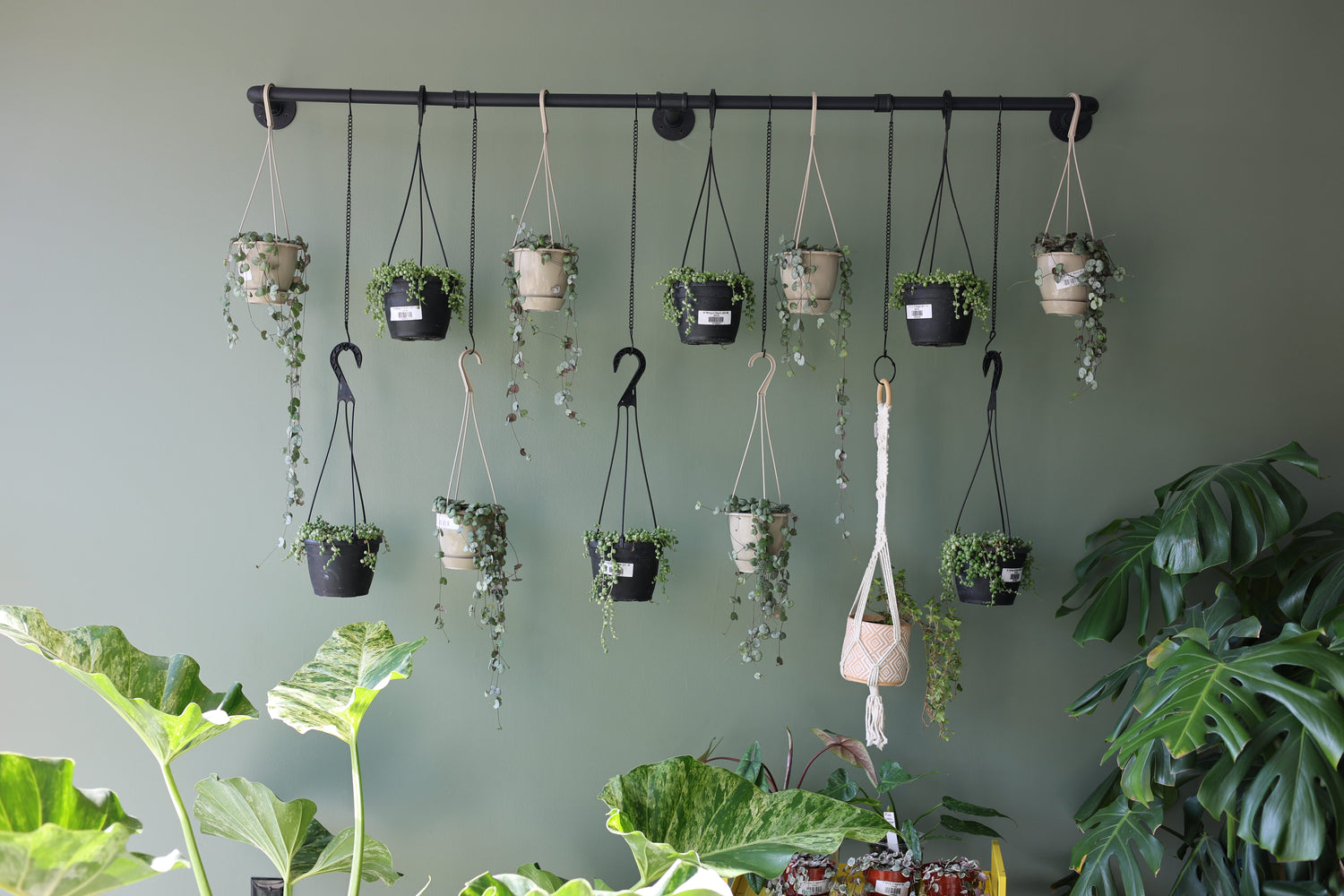 Plants