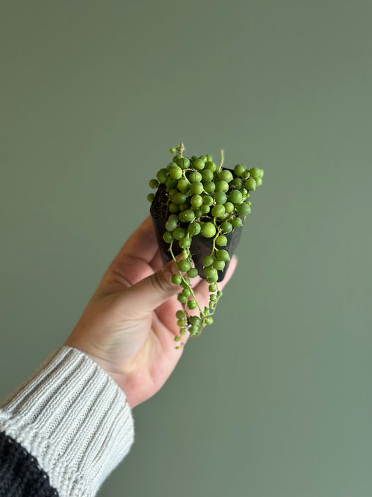 2” String Of Pearls