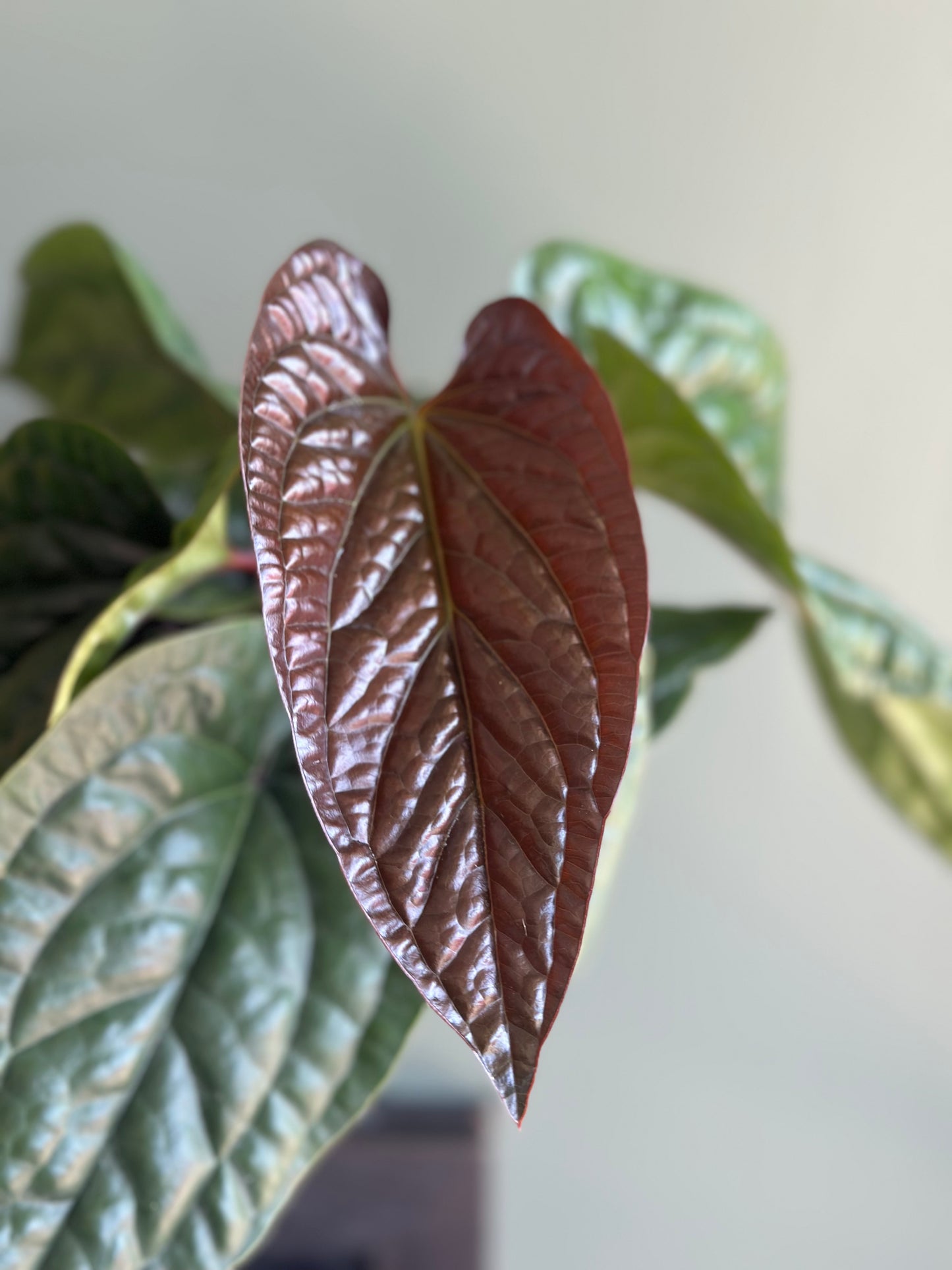 6" Anthurium Radicans x Luxurians