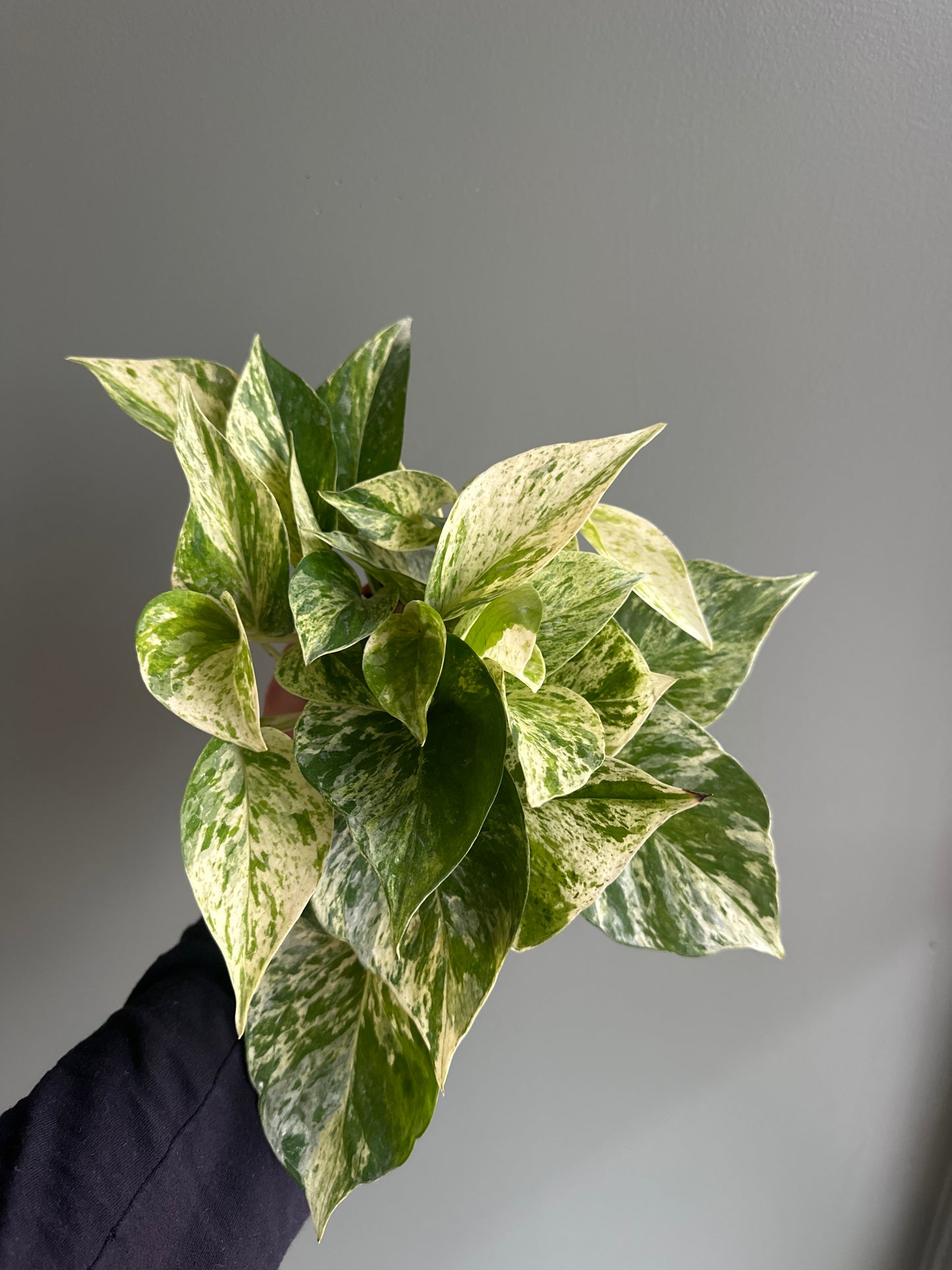 Marble Queen Pothos - 4"