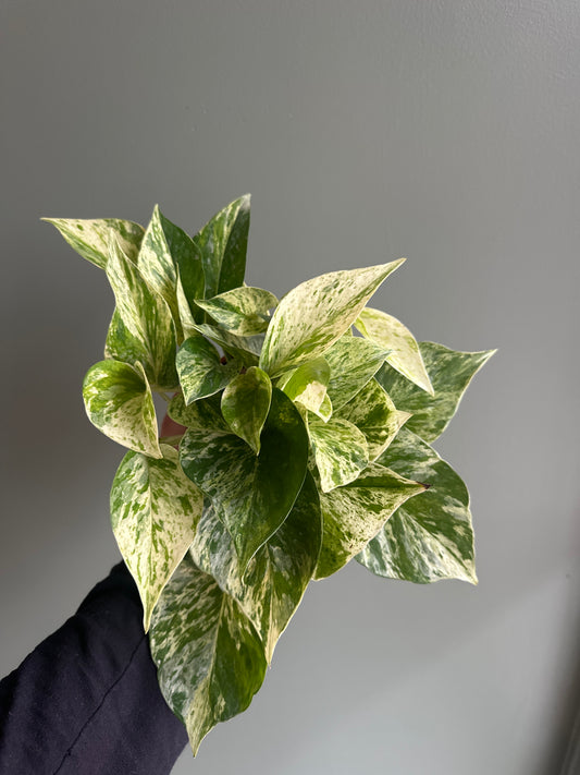 Marble Queen Pothos - 4"
