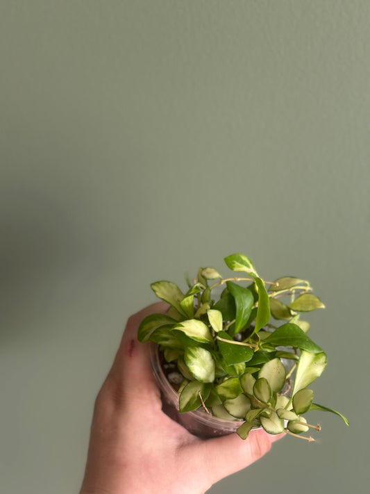 Hoya Heuschkeliana