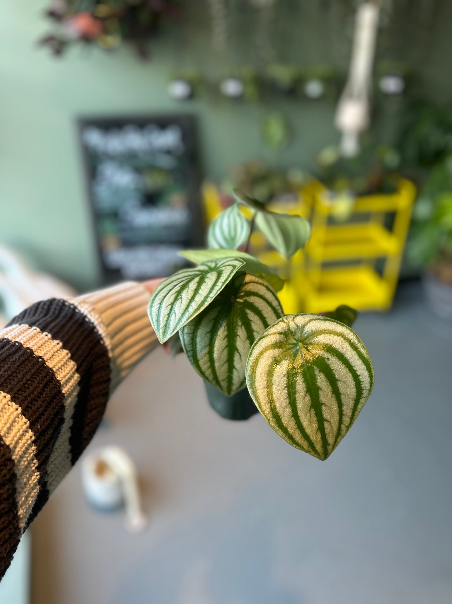 Watermelon Peperomia