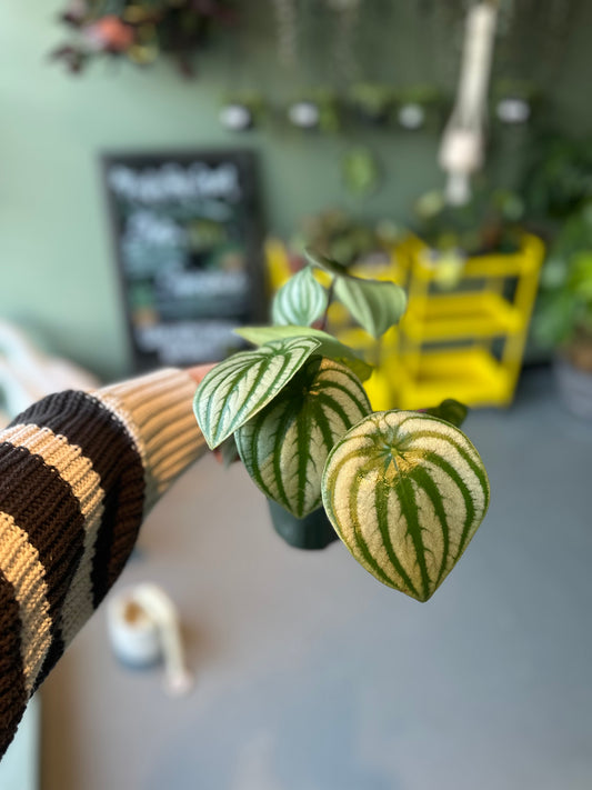 Watermelon Peperomia