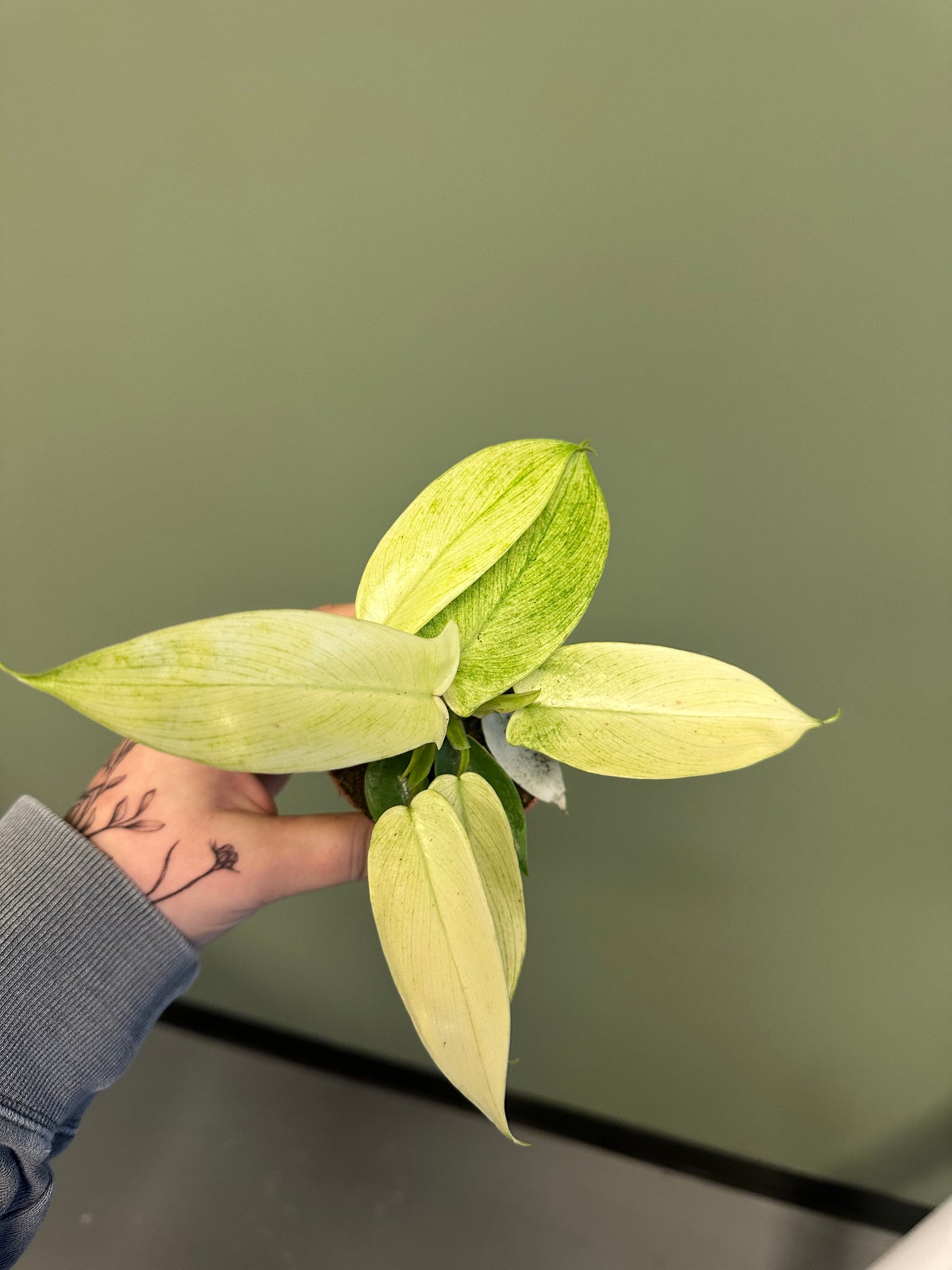 3” Philo Florida Ghost