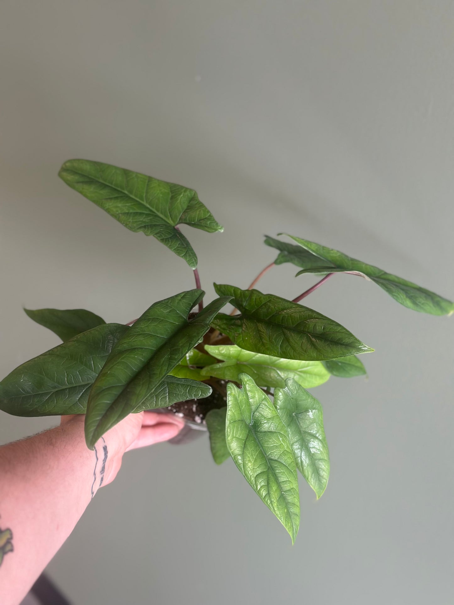Alocasia Scalprum
