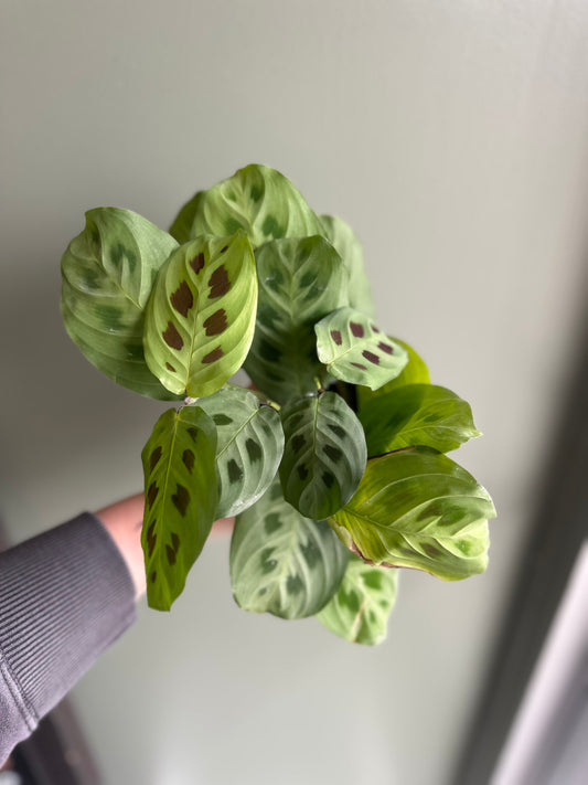 Maranta “prayer plant” Green
