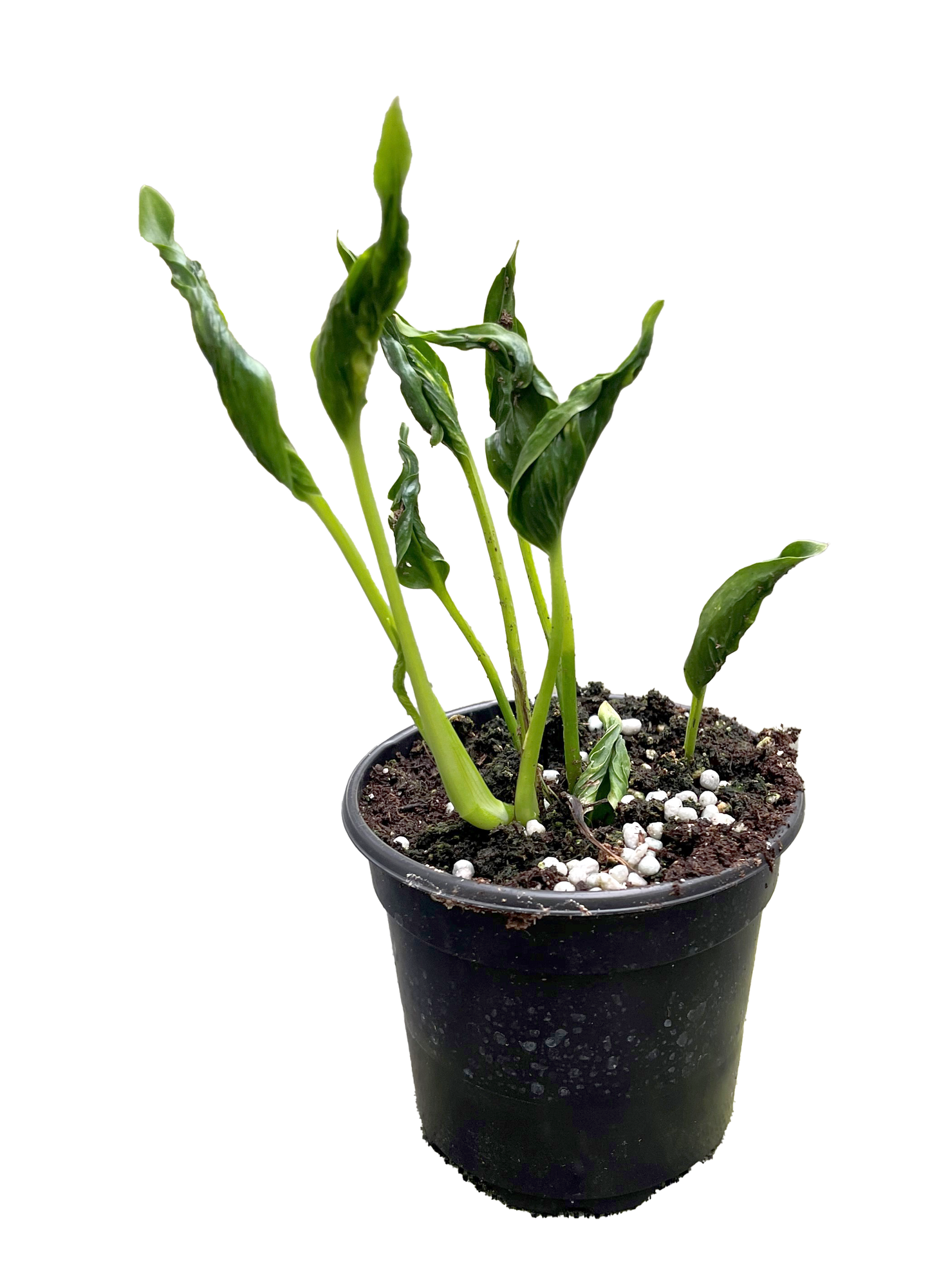 Epipremnum Shangri La