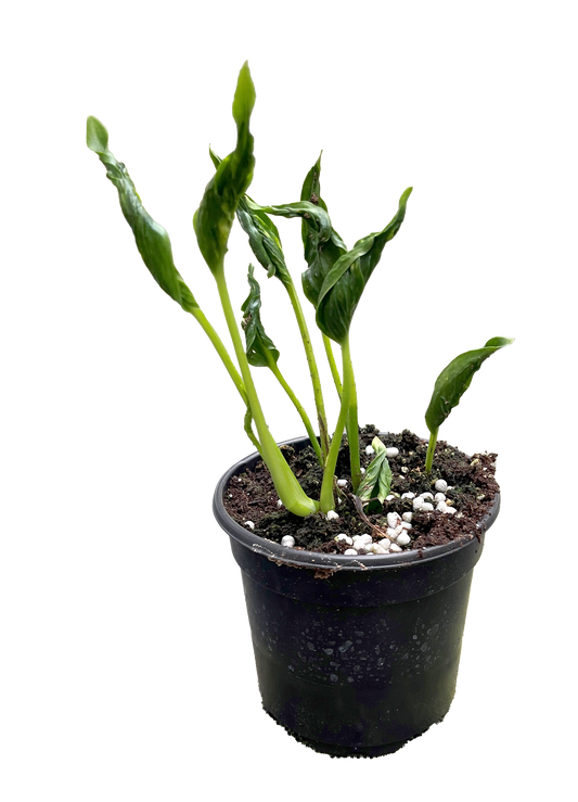 Epipremnum Shangri La