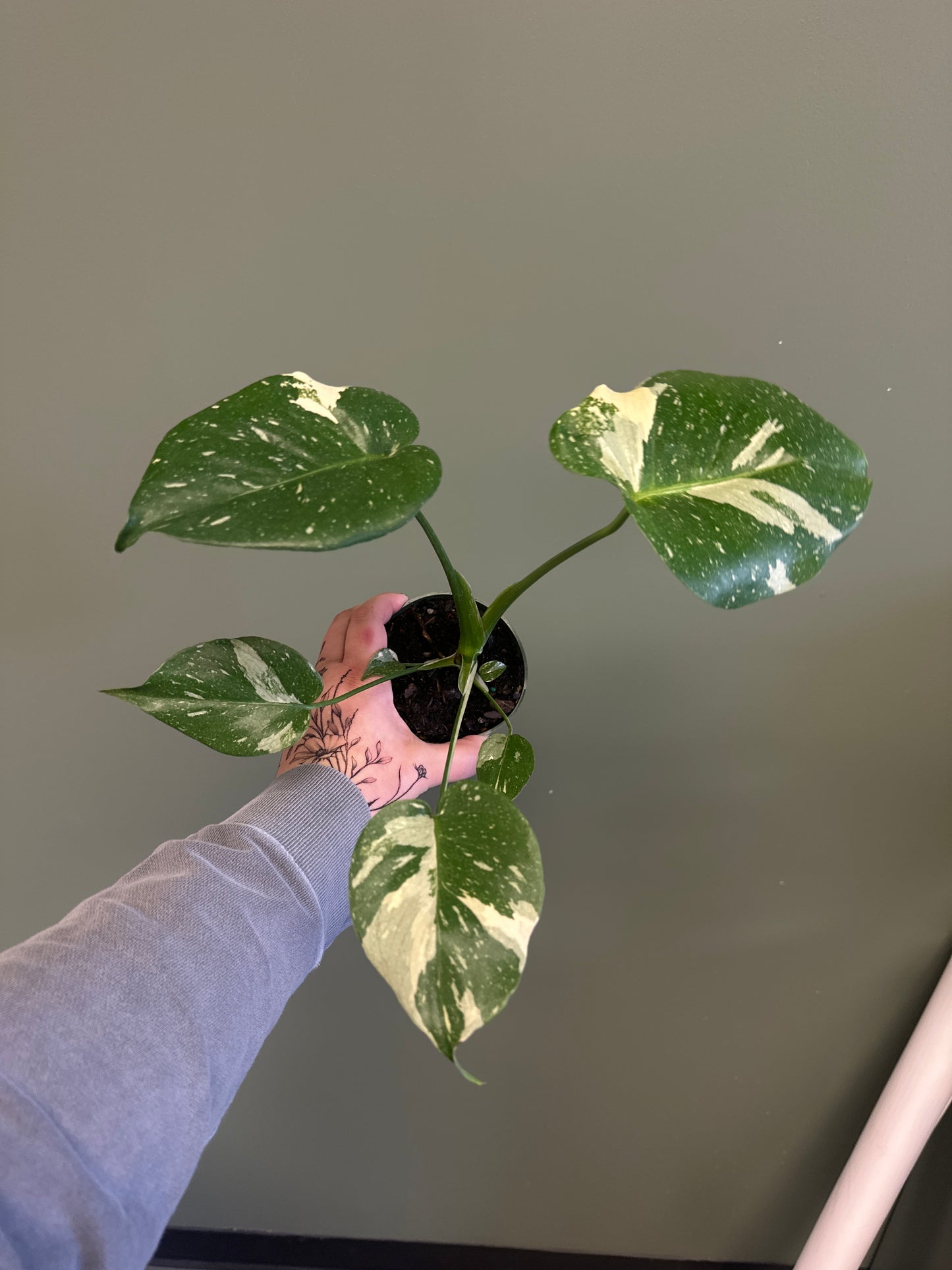 Monstera Thai Constellation