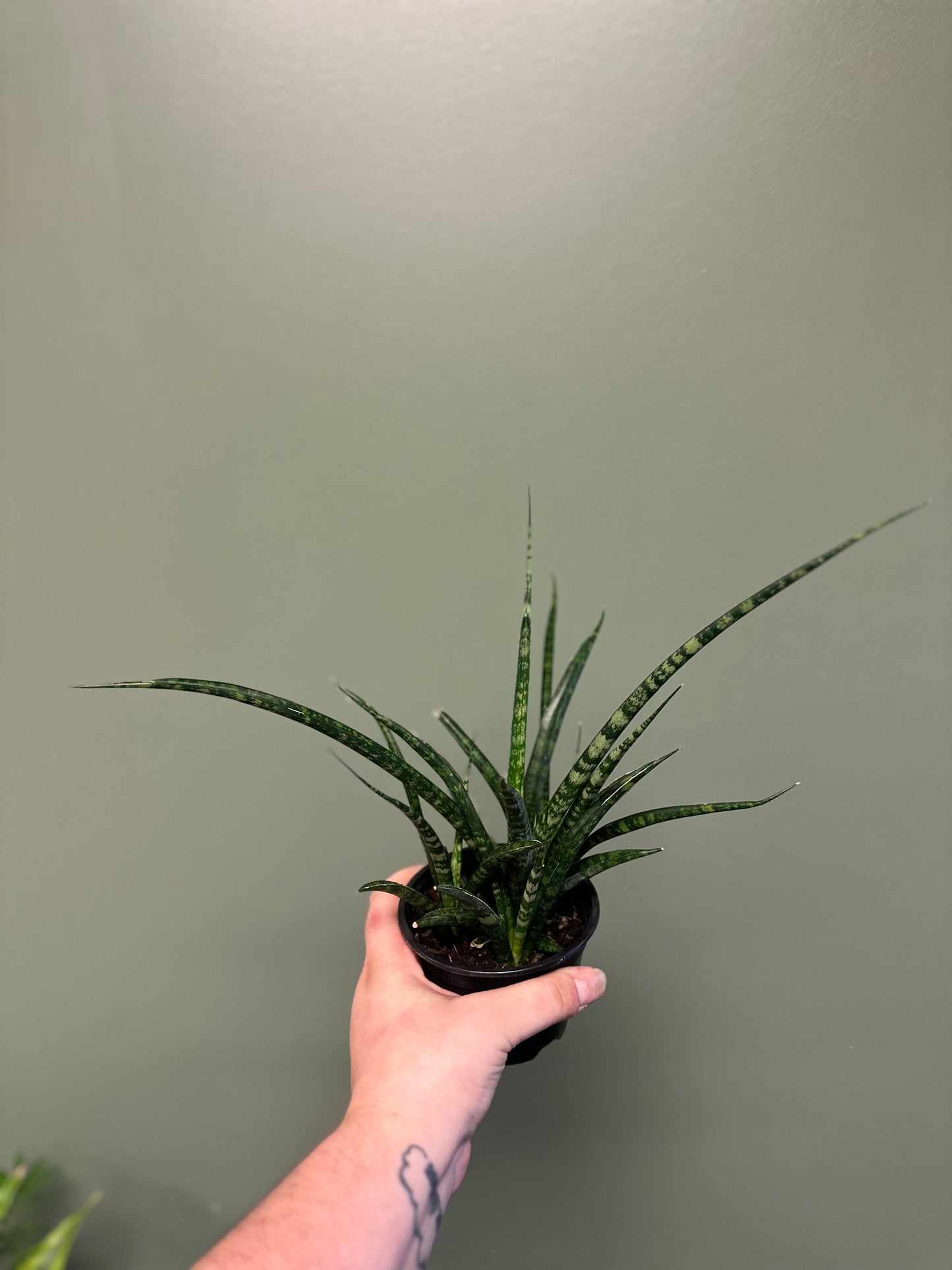 Sanseveria Fernwood
