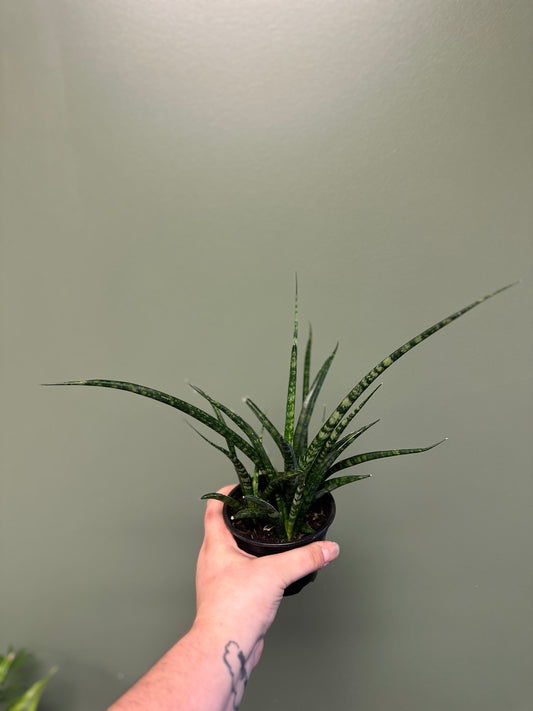 Sanseveria Fernwood