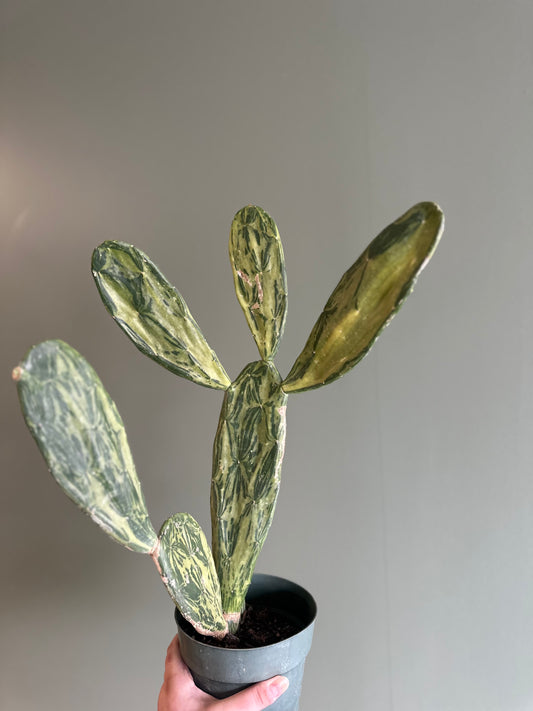 Cactus Optunia - VAR 6”