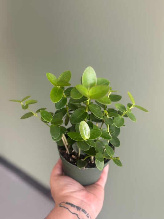 Hoya “Cumingiana”