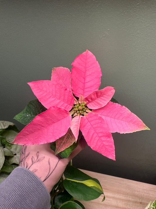 Poinsettia Pink Princettia