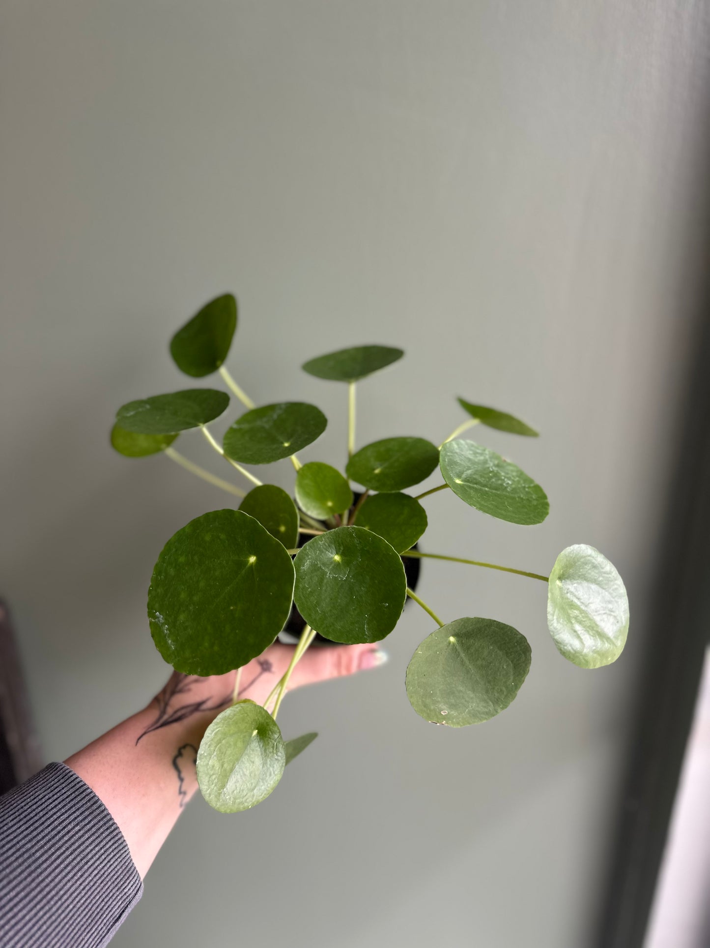 Pilea Peperomioides "chinese money plant" - 4"