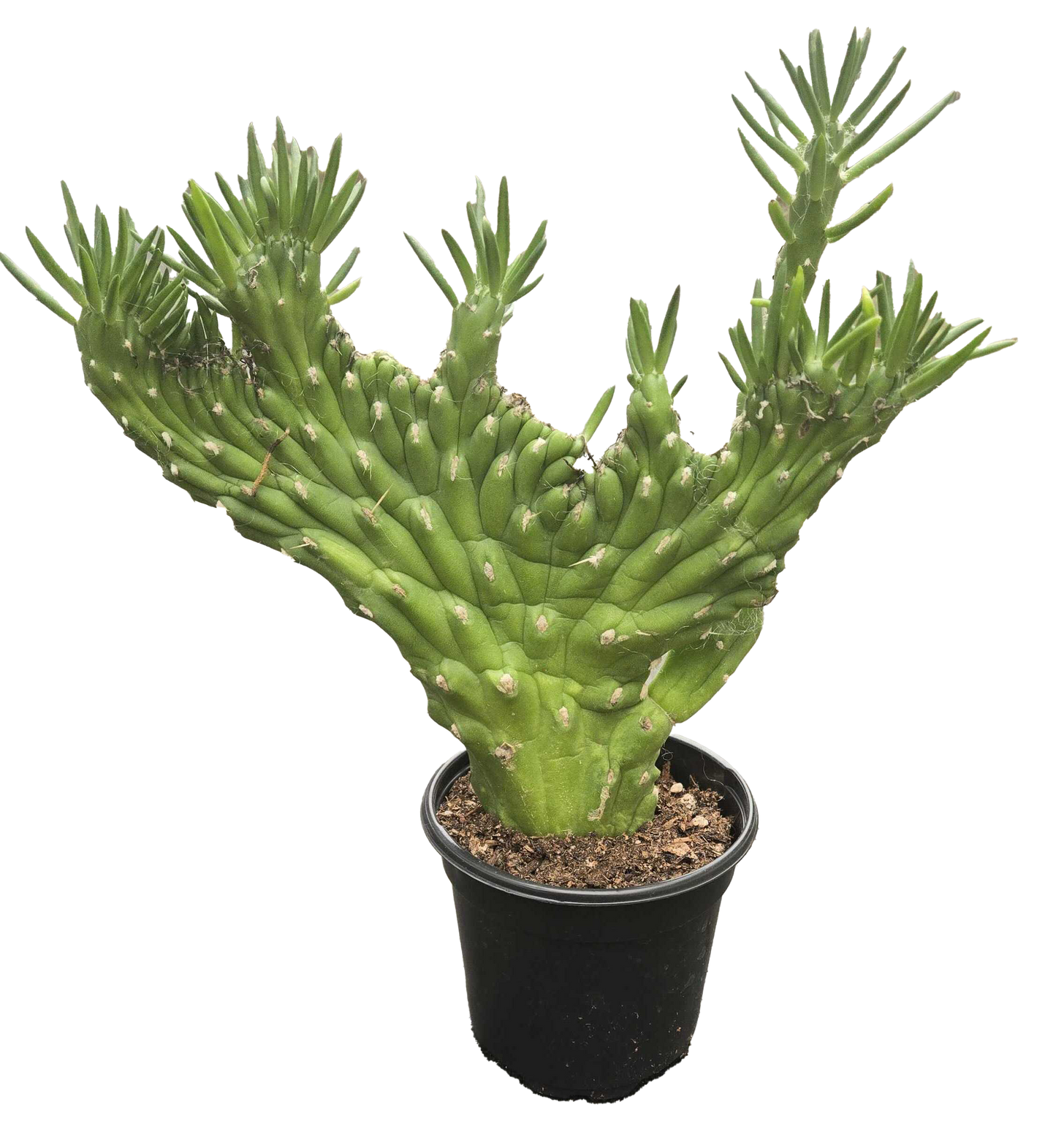 Cactus Opuntia Subulata Crested 4 inch Grower Pot