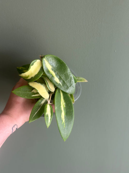 Hoya Acuta