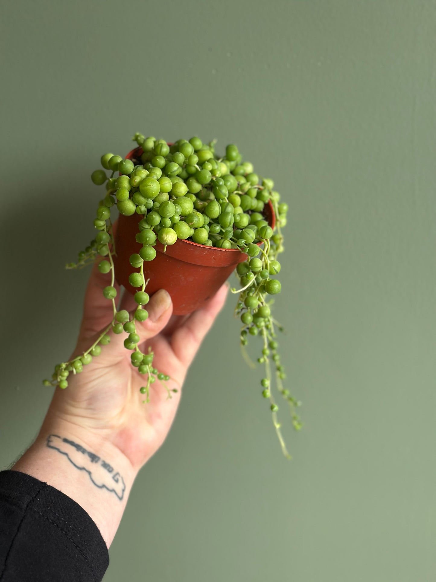 4' String of Pearls